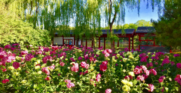 圆明园2022最新最全旅游攻略（巴士达BusDa官方推荐）