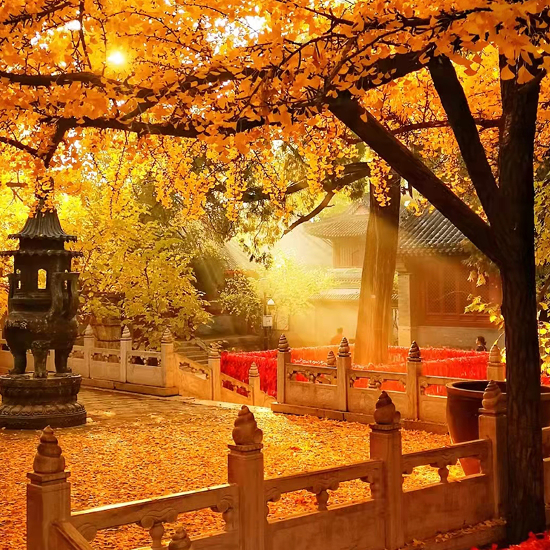 红螺寺景区专线巴士【往返车票+景区门票 赠送导游讲解】